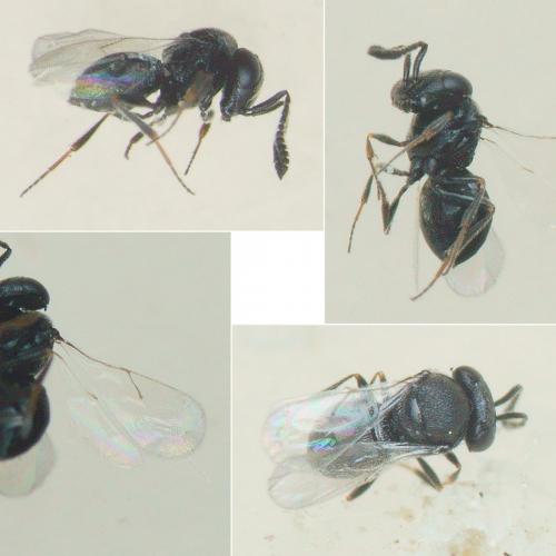 Trissolcus sp.